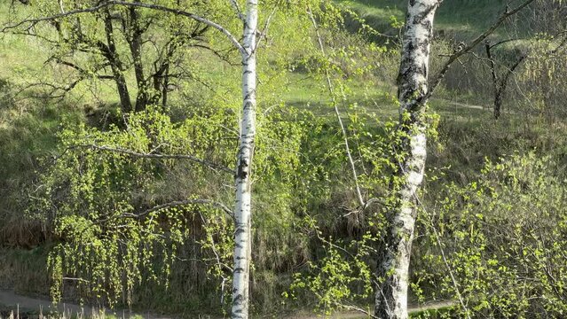 Birches on steep hilly bank of forest lake in springtime