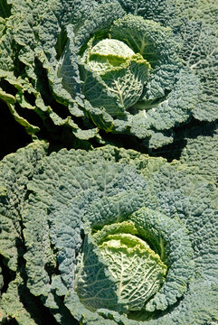 Brassica oleracea 'Manon', Chou de Milan