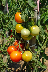 Solanum lycopersicum 'Fabdago' , Tomate