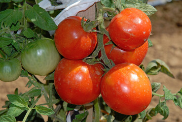 Solanum lycopersicum 'Saint Pierre', Tomate
