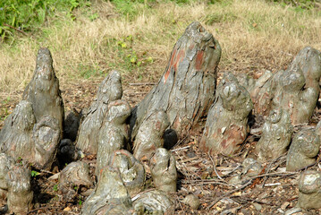 cyprés chauve, taxodium distichum, pneumatophores