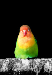 Portrait of a  Fischer's lovebird. Agapornis fischeri.  - obrazy, fototapety, plakaty