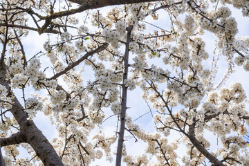 Obraz premium Tree branches with white blooms in spring time