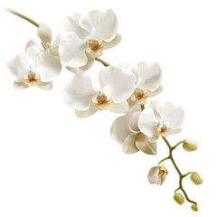 Fototapeta na wymiar Branch of beautiful white orchids on transparent background, png 