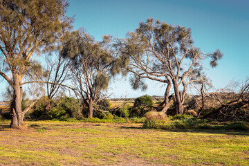 morning landscape of trees in the field