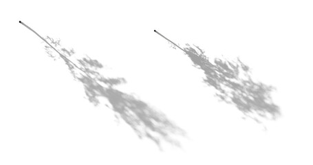Realistic shadow from a birch betula thin tree isolated png on a transparent background premium cutout