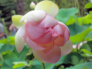 éclosion de la fleur du lotus 