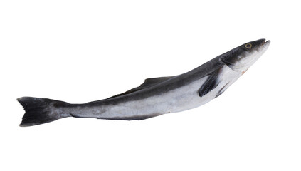 Cobia fish or black kingfish isolated on white background, Rachycentron canadum
