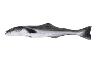 Fresh cobia fish or black kingfish isolated on white background, Rachycentron canadum