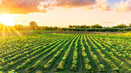 beautiful view in a green farm field with rows of rural plants and vegetables with amazing sunset...