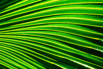 green palm leaf close up, natural bio background for flora concept and design. textured plant leaf...