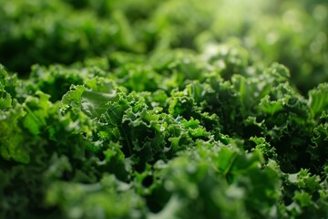 Close-up of vibrant green baby kale, perfect for salads or smoothies