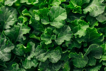 Close-up of vibrant green baby kale
