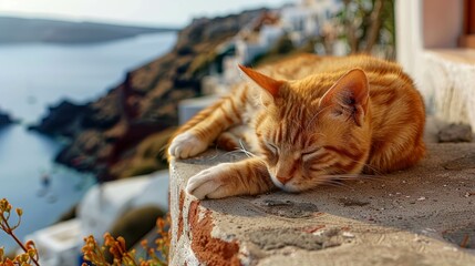 Cat on Stone Wall in Oia Town, Santorini, Aegean Sea - obrazy, fototapety, plakaty