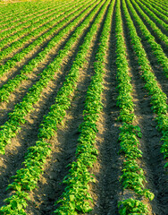 beautiful farmland landscape with green rows of potato and vegetables on a spring or summer farm field , rural natural background