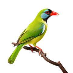 Image of common green magpie on a branch on a white background. Birds. Animals. Illustration, Generative AI.
