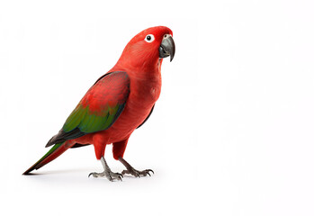 Australian king parrot on a white background. Bird, Wildlife Animals. Illustration, Generative AI.