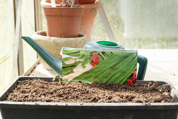 Single runner bean vegetable seedling growing in a greenhouse in a tray of organic peat free...