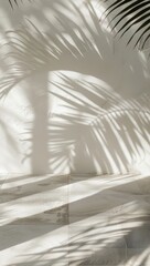 Palm Tree Shadow on White Background