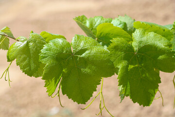 Vine leaves in a sunny vineyard with out of focus background...