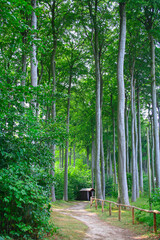 Forest landscape, forest path with a wooden shelter. vertical image..