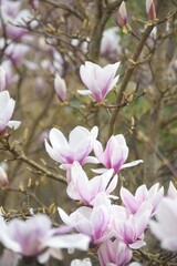 Beautiful magnolia tree, close up of flowers, nature garden  flowering plant species 