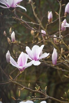 Beautiful magnolia tree, close up of flowers, nature garden  flowering plant species 