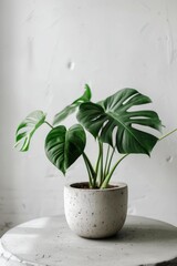 Potted Plant on White Table