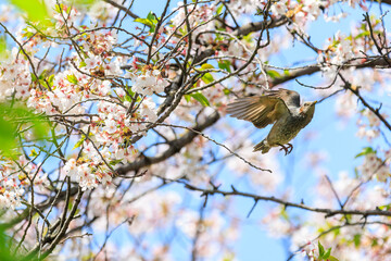 美しいソメイヨシノの間を飛び回って花の蜜を吸う美しいヒヨドリ（ヒヨドリ科）。

日本国東京都文京区、小石川植物園にて。
2024年4月撮影。

Lovely Beautiful Brown-eared Bulbul (Hypsipetes amaurotis, family comprising bulbul) flitting among the beautiful kanhizakura (C