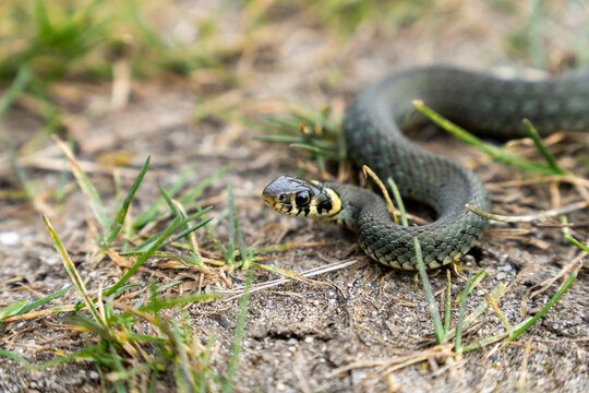 Ringelnatter w&auml;rmt sich an einem Fr&uuml;hlingstag in der Sonne 6