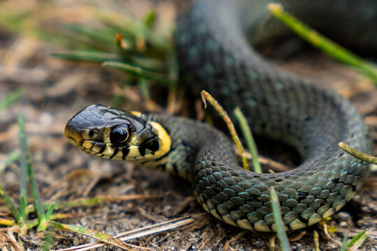 Ringelnatter w&auml;rmt sich an einem Fr&uuml;hlingstag in der Sonne 5