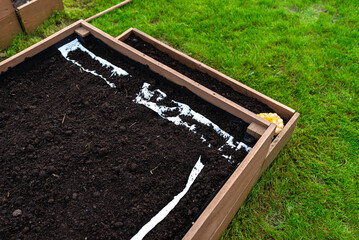 Sowing seeds on a belt in a wooden box lined with agrotextile from the inside and filled with soil and peat, small onion visible.
