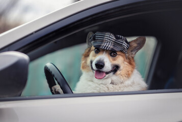 cute corgi dog in a driver's cap sits behind the wheel of a car and smiles - 789172203