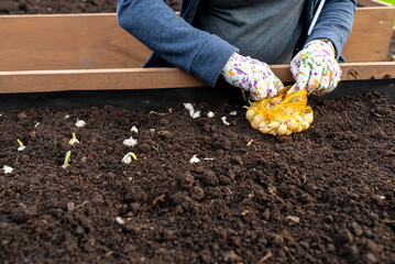 A woman plants small onions into wooden boxes filled with soil and peat.
