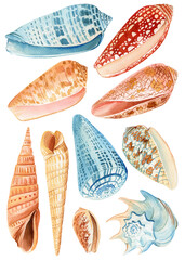 Seashell, Watercolor hand drawn colorful sea shells isolated on white background. blue ocean clipart elements design