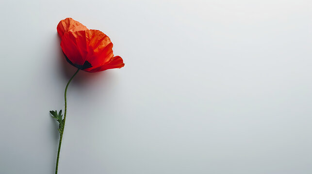 A red poppy flower isolated on a white background Anzac Remembrance Day banner with copy space 