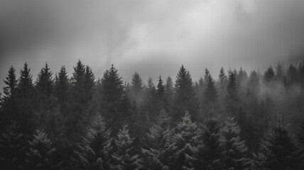 Black and white photography of the foggy forest, dark with clouds. Landscapes photography