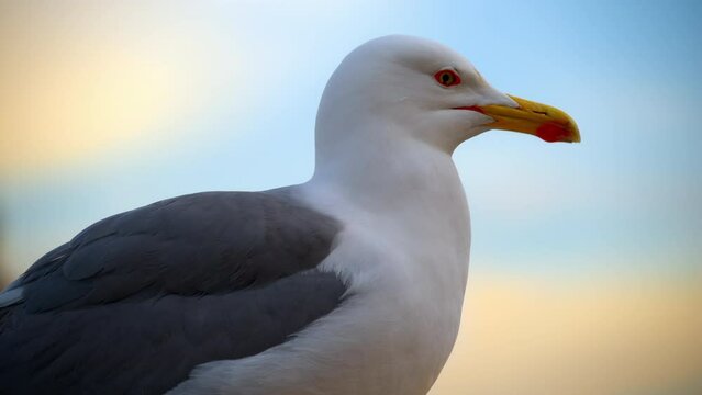 Close-up of seagull in Rome, Italy