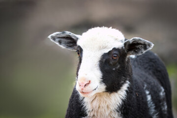 Close-up a young lamb with white and black fur looks toward the camera lens. Close-up portrait of a young lamb with copyspace and grey-green background.