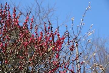 plum tree  branches with blossoms and a yellow bird  and lily tree in blossoms against a blue sky...