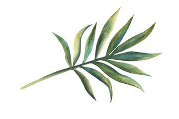 Tropical watercolor palm leaf, jungle flora. Hand drawn illustration