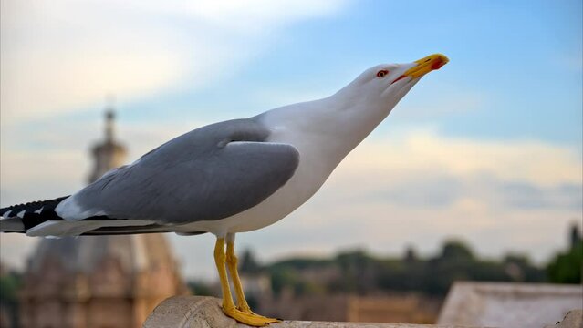 Close-up of seagull in Rome, Italy