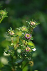 Pink  aster flower buds on green bokeh background, selective focus.