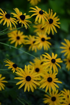 Yellow rudbeckia flowers on bokeh flowers background, black eyed susans, bokeh space for text, floral coneflowers background.