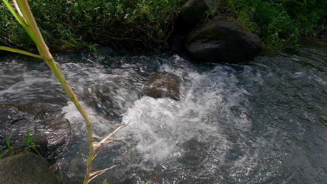Water flow rocky riverside medium close up footage in tropical rain forest