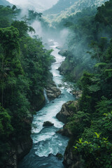 Aerial view of a river in a tropical jungle