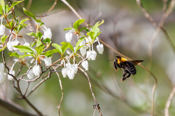 美しいアセビ（ツツジ科）の間を飛び回って花の蜜を集めるクマバチ（ミツバチ科）。

日本国東京都文京区、小石川植物園にて。
2024年4月撮影。

A Carpenter bee (Xylocopa, family Beeidae) flies among the beautiful Japanese andromeda (Pieris japonica subsp. japonica, Erica