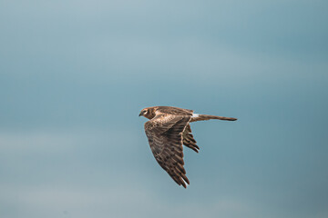 Harrier Or Circus Cyaneus Wild Bird Flies In Blue Sky. Adult Male Is Sometimes Nicknamed Grey Ghost. Natural Sky Background. Young Ring-tail Harrier.