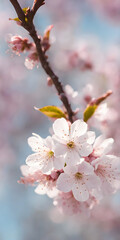 Obraz premium Cherry blossom in full bloom against stark minimalist landscape. Soft spring breeze brings petals to life