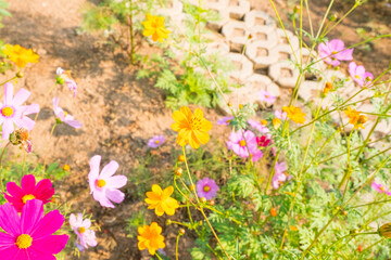 Cosmos flowers are blooming in garden with bright sky.